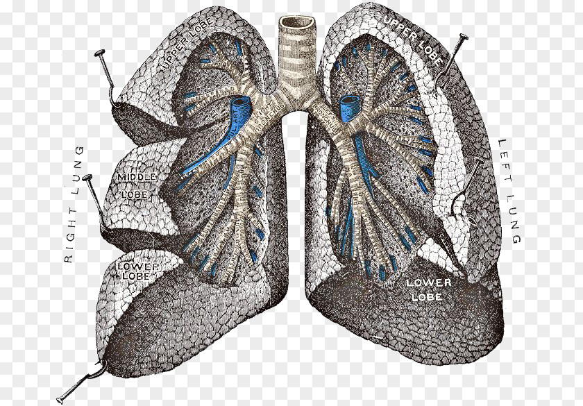 Lungs PNG Transparent Images Gray's Anatomy Lung Respiratory System PNG