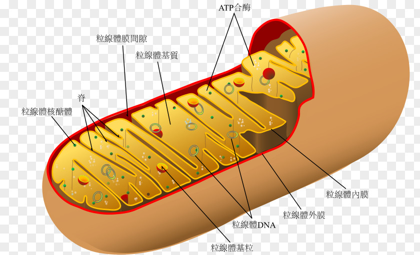 Mitochondria Mitochondrion Diagram Organelle Cell Eukaryote PNG