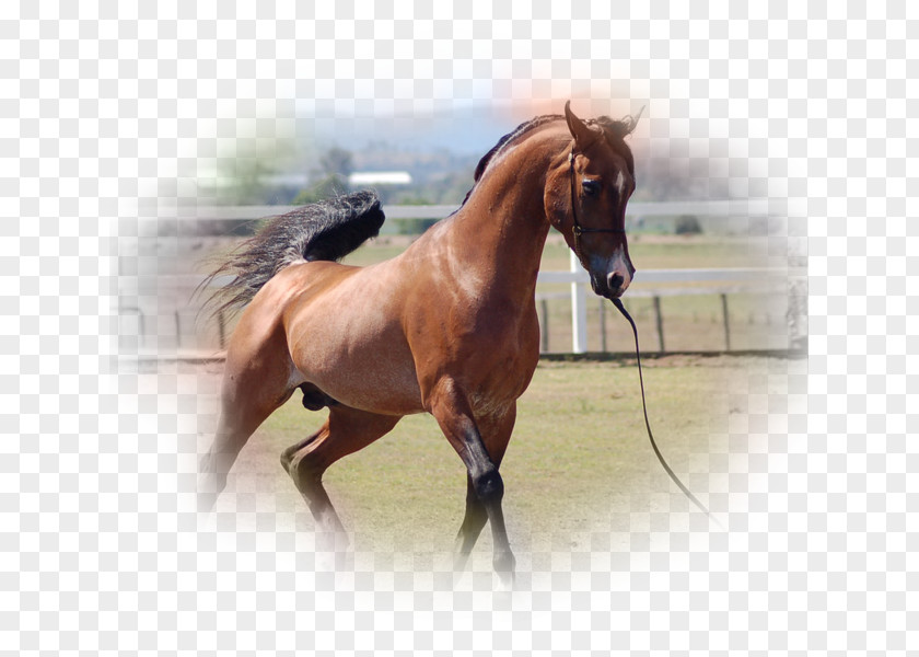 Mustang Stallion Arabian Horse American Quarter Mangalarga Marchador PNG
