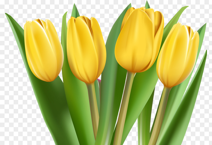 Tulip Clip Art PNG