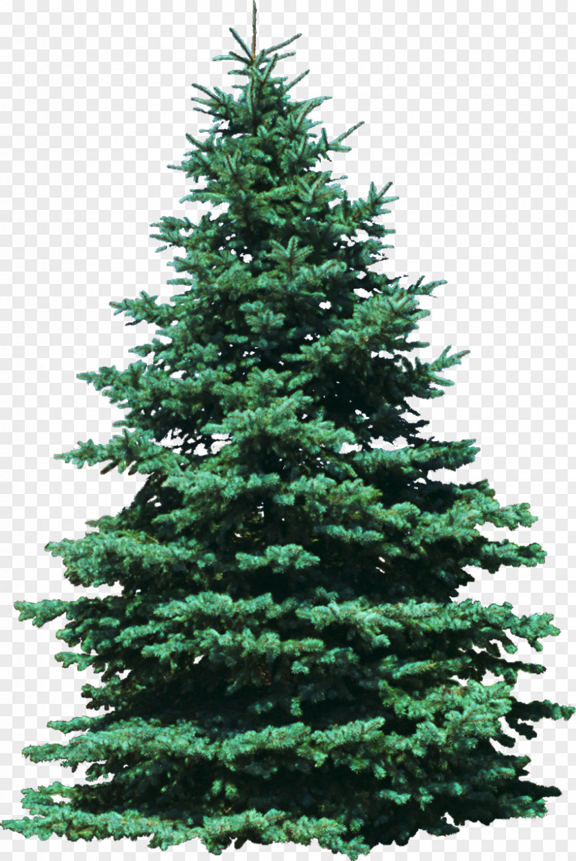 Bushes Tree Arborvitae Ornamental Plant False Cypress PNG