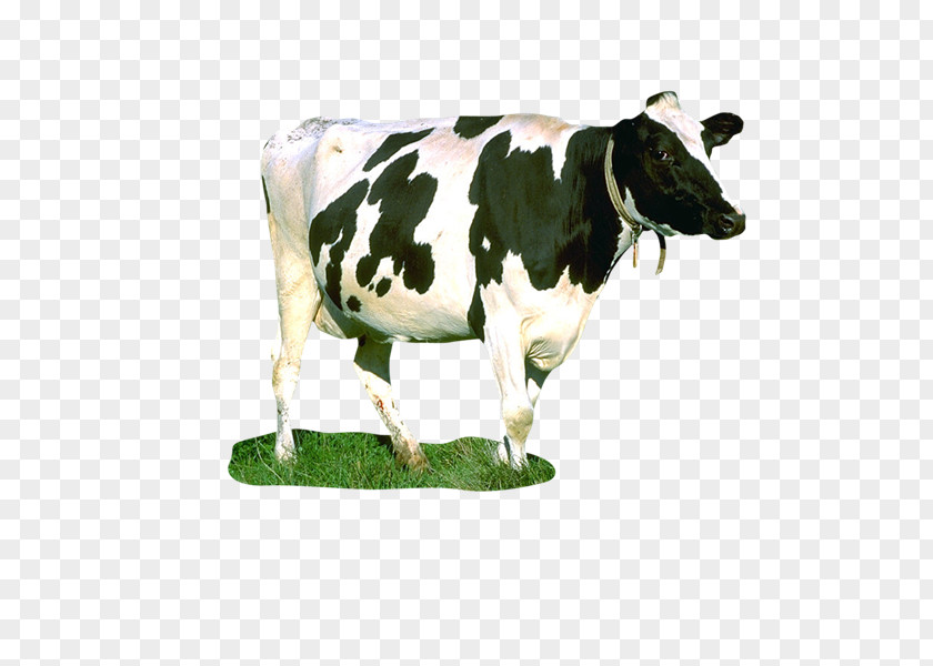 Cw Dairy Cattle Milk Taurine Food Chain Cow PNG