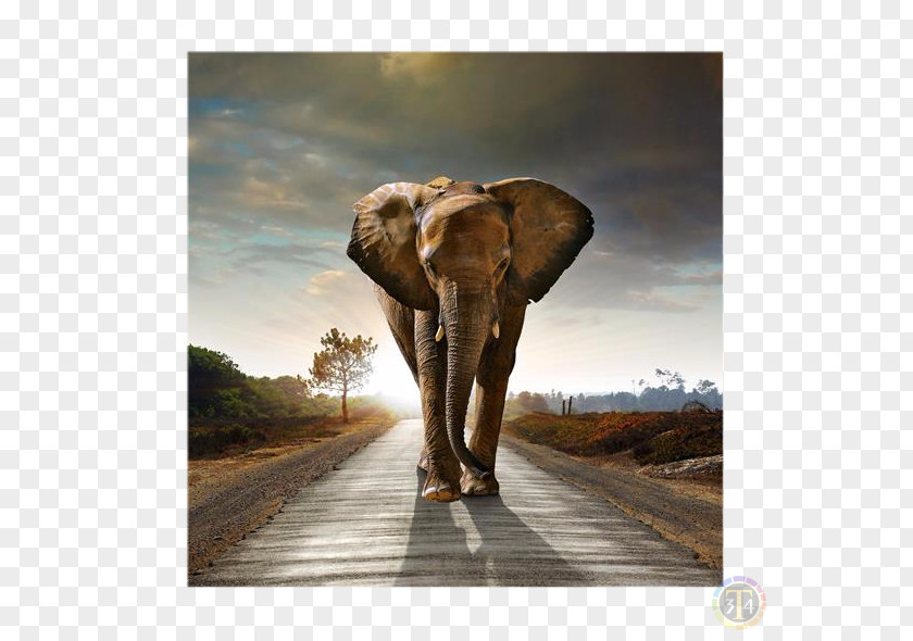Elephants African Bush Elephant Desktop Wallpaper Mural PNG