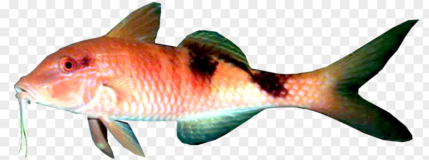 Fish White Meat Fillet Marine Biology PNG
