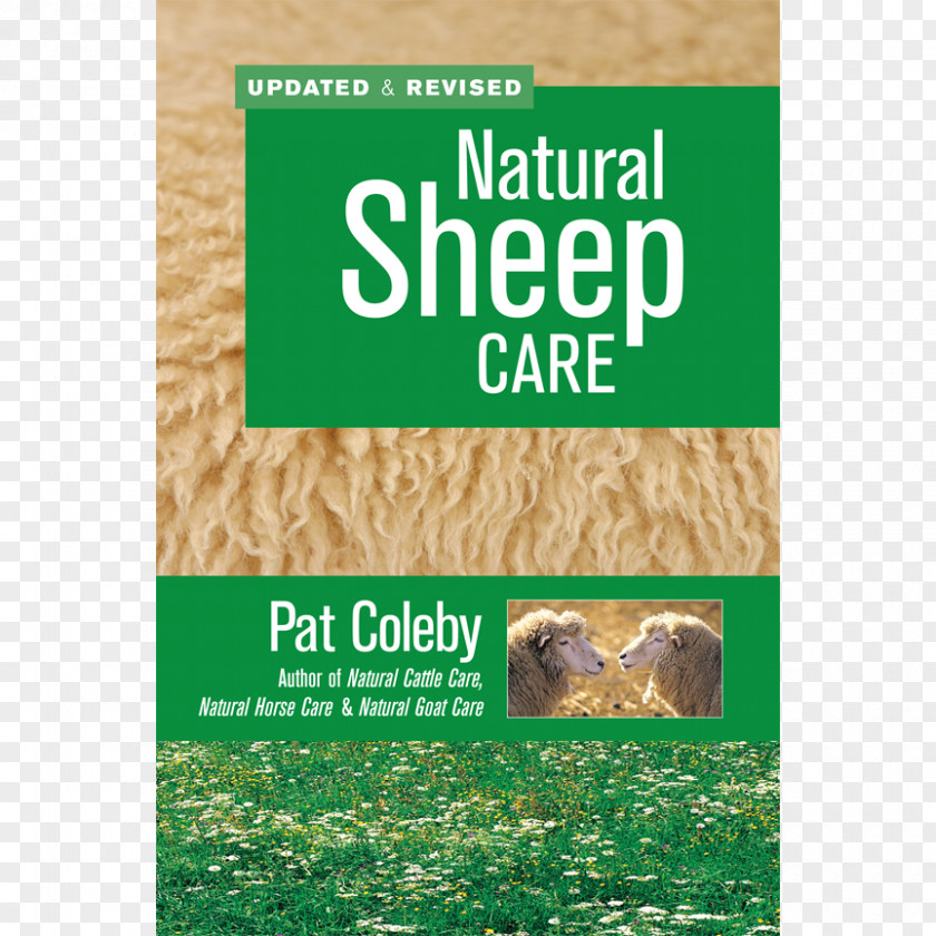 Goat Natural Sheep Care Shetland Livestock PNG