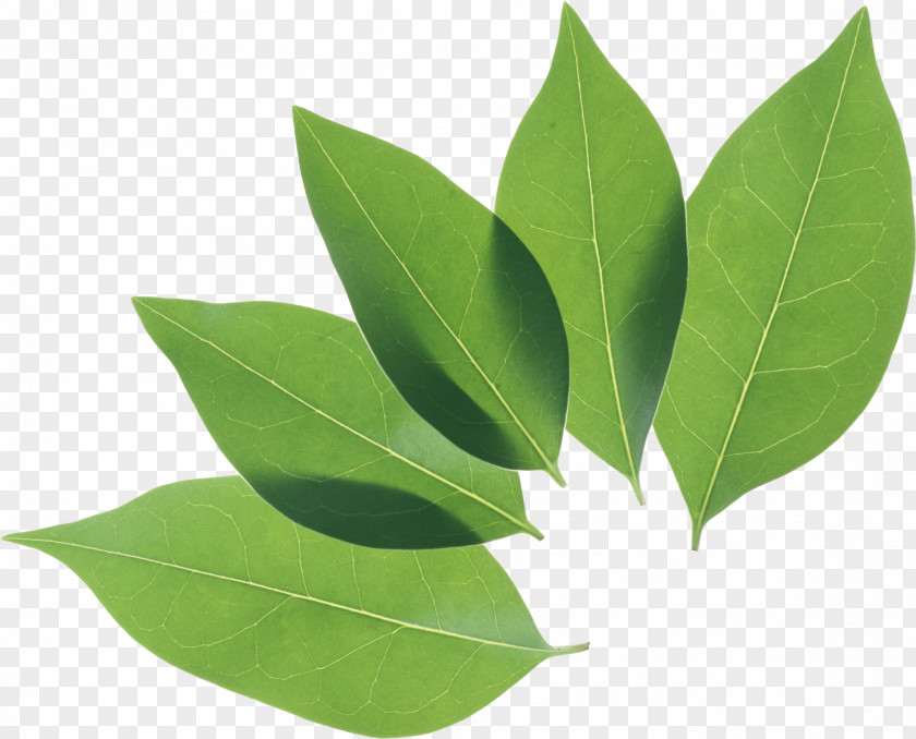 Green Leaf Privet PNG