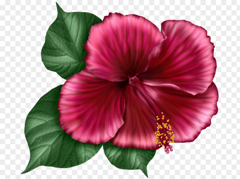 Internet Element Shoeblackplant Hollyhocks Annual Plant Herbaceous Magenta PNG