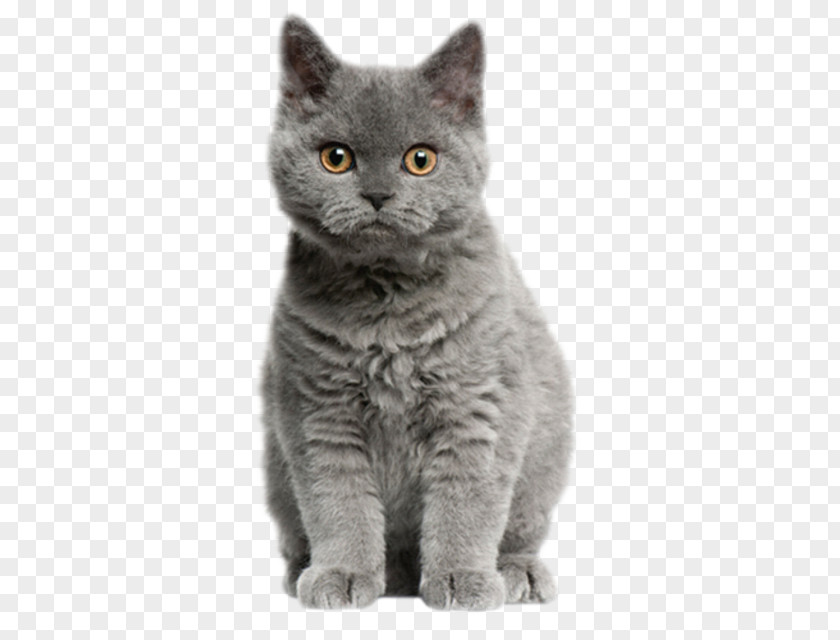Kitten Selkirk Rex British Shorthair Munchkin Cat Dog PNG