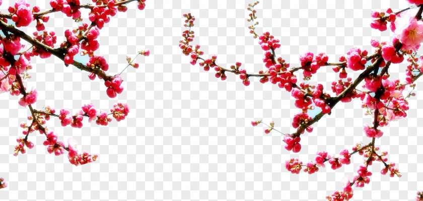 Plum Sky Jasminum Nudiflorum Flower Blossom Sweet Osmanthus Plant PNG