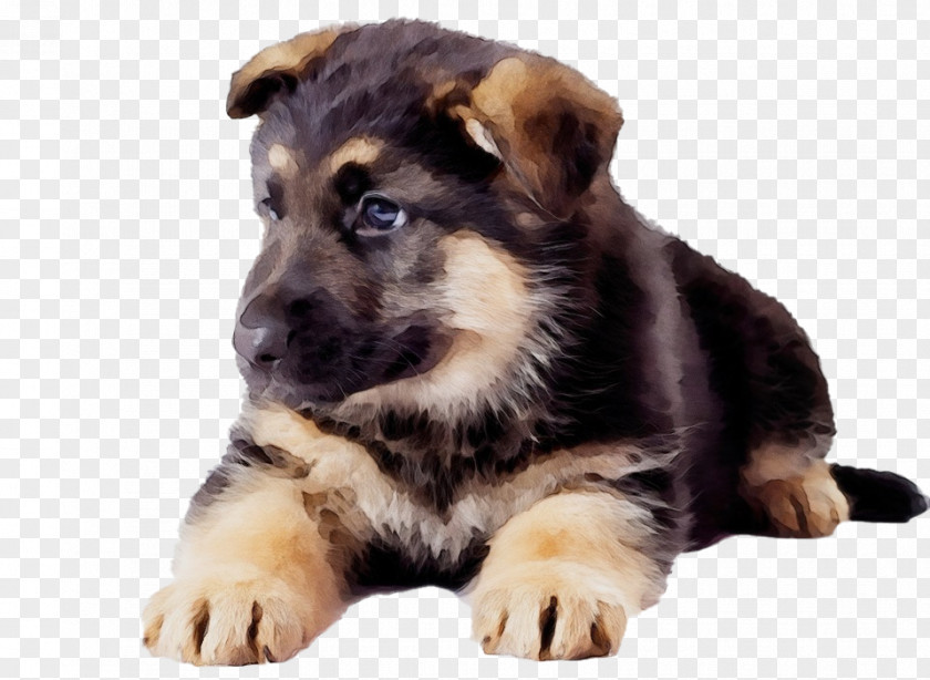 Tibetan Mastiff German Shepherd Puppy English Breed PNG