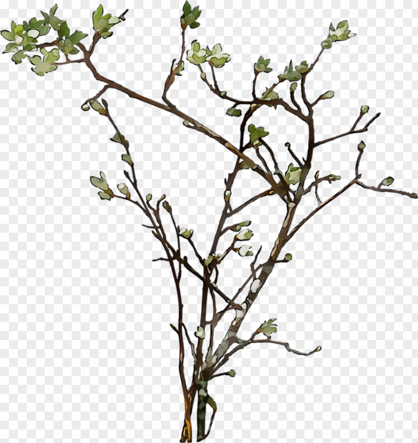 Twig Plant Stem Shrub Flower Leaf PNG