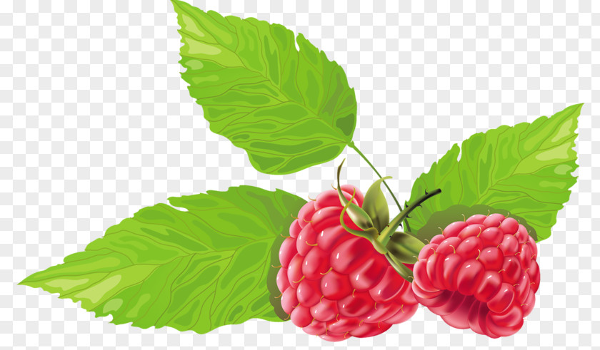 Black Raspberry Vector Graphics Berries Fruit PNG