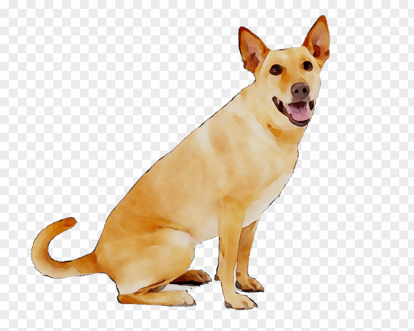 Dog Breed Carolina PetSafe Anti-Barking Collar De Luxe Large Dogs Companion PNG
