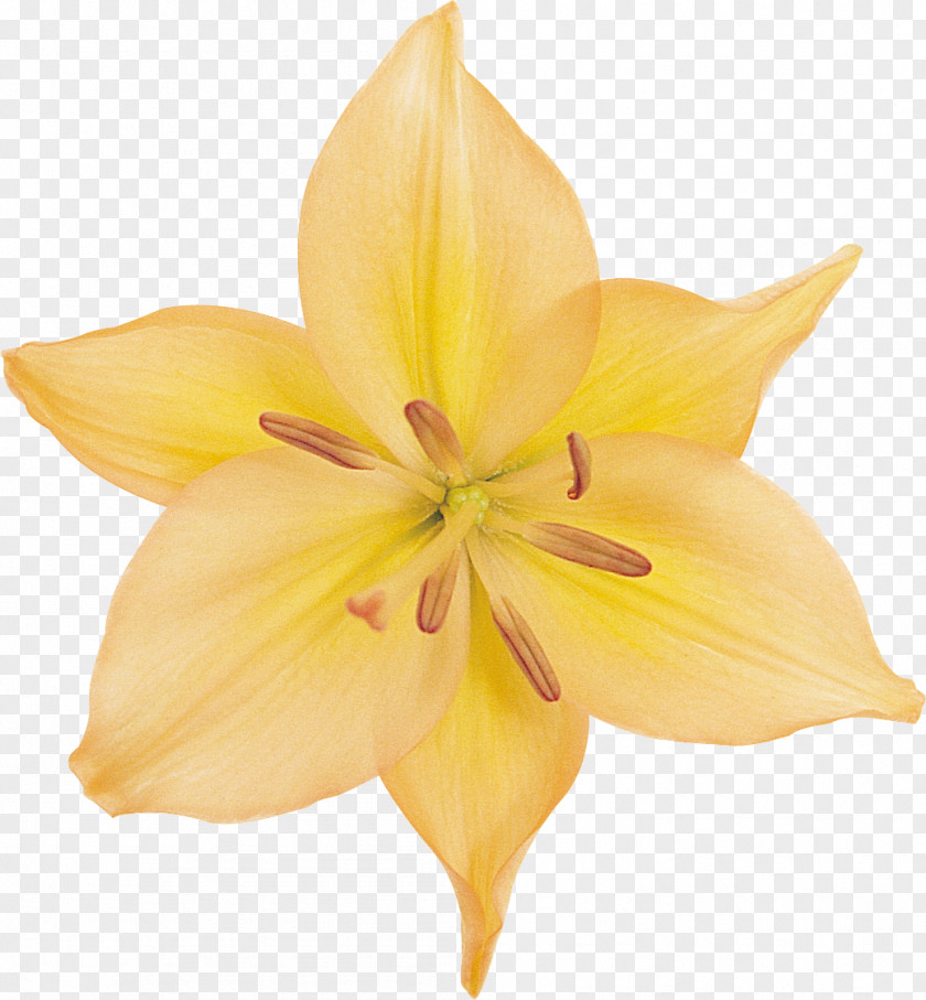 Flower Lilium Cut Flowers Daylily Clip Art PNG