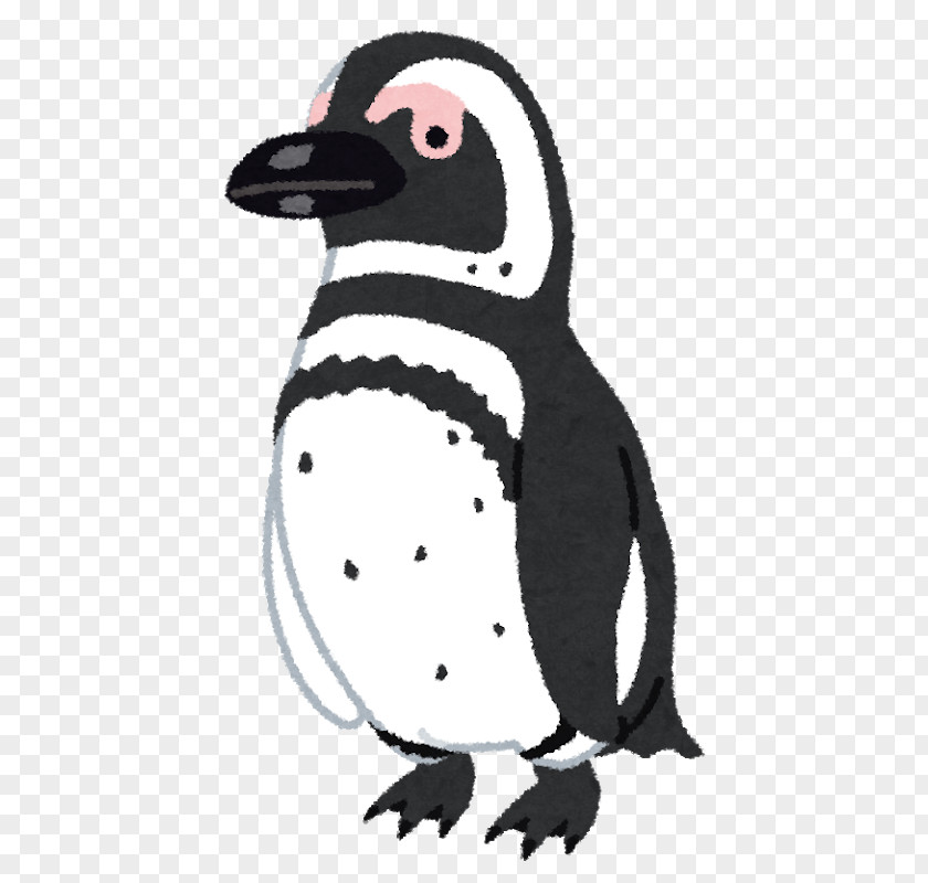 Magellan Penguin Magellanic African Humboldt Antarctica PNG