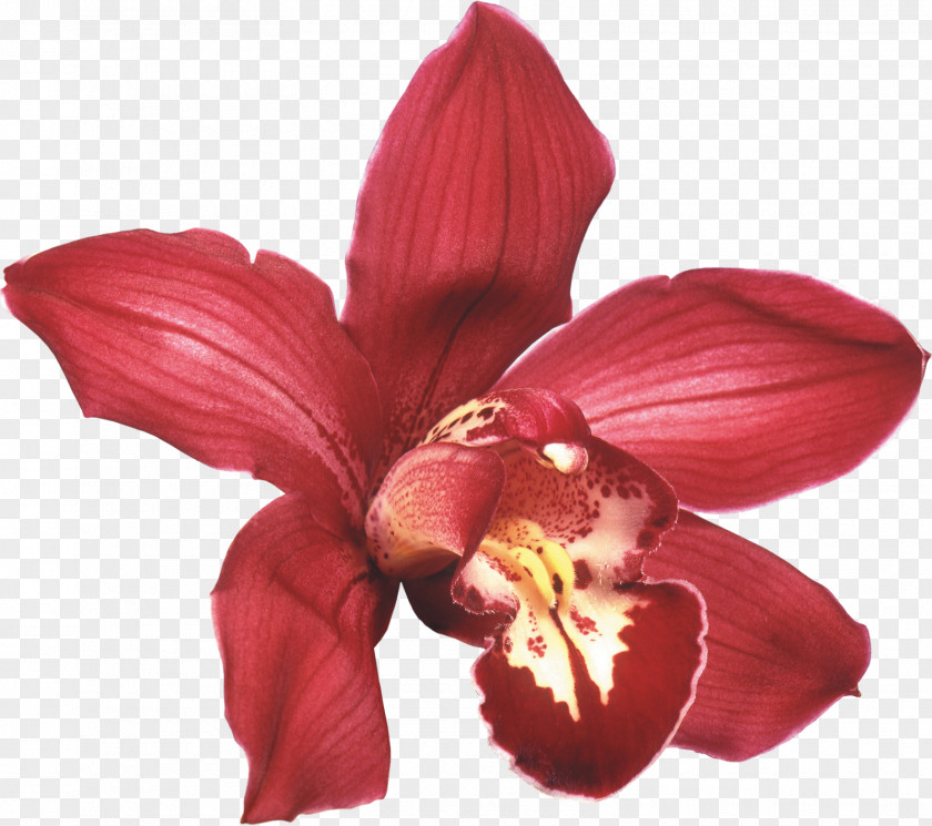 Orchid Orchids Flower Desktop Wallpaper White Rose PNG