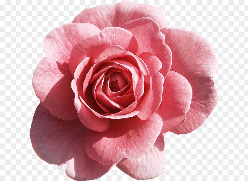 Rose Pink Flowers Clip Art PNG