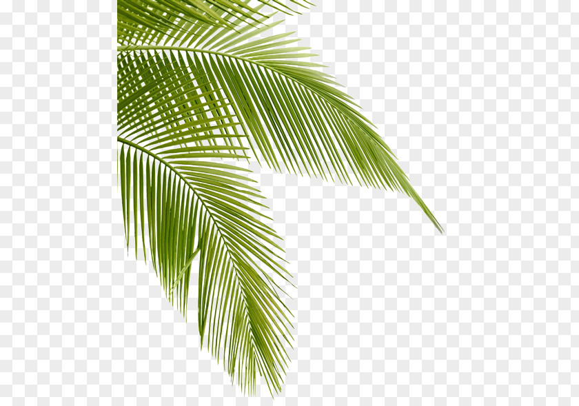 Coc Tropical Hair Gallery Arecaceae Bokeelia Leaf Desktop Wallpaper PNG