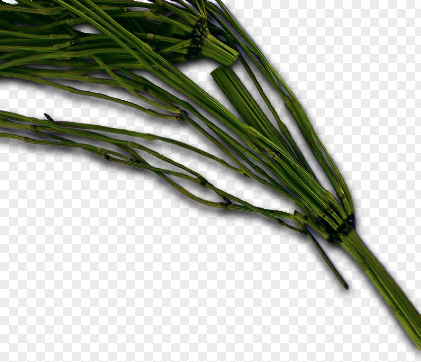 Horsetail Herb Plant Stem PNG