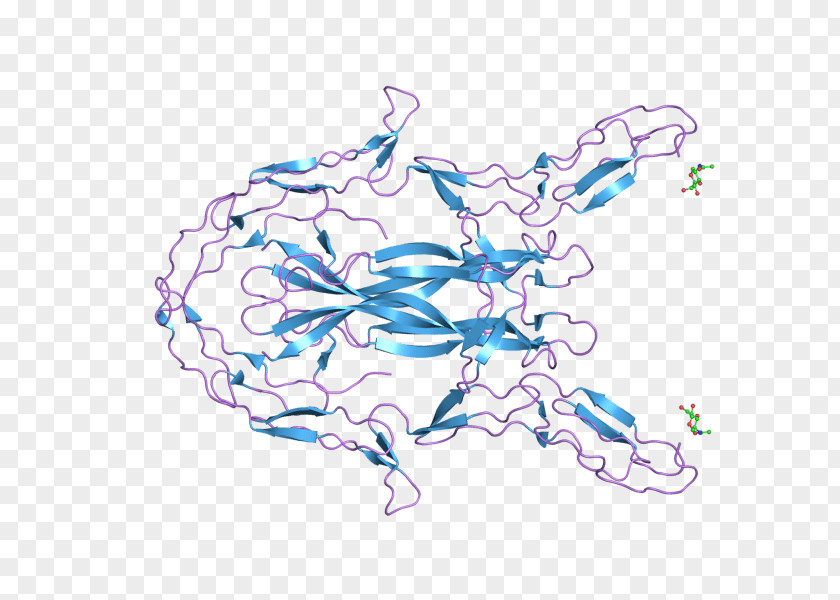 Neuregulin 1 Genetics Growth Factor Disease PNG