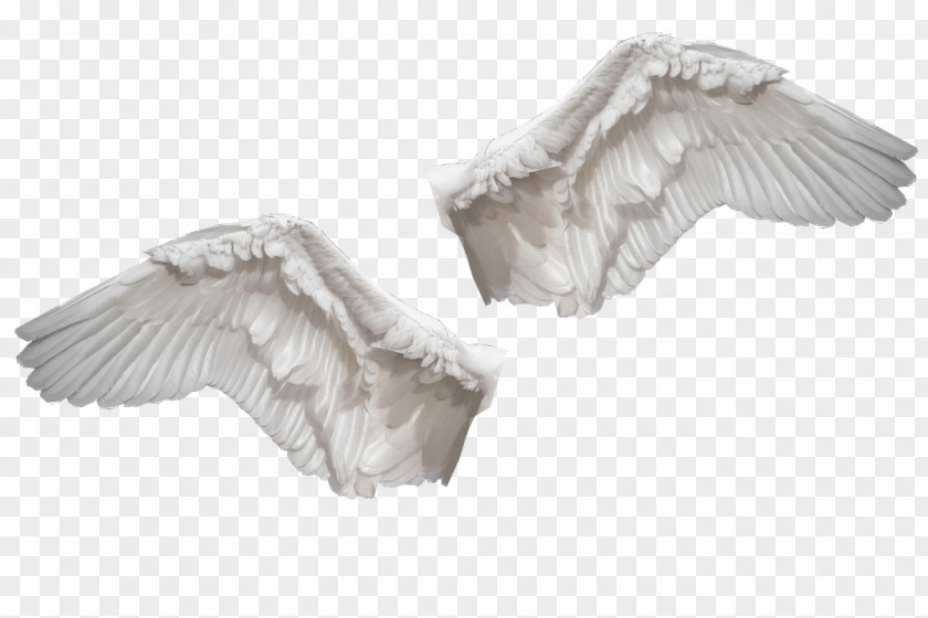 Swan Cygnini Water Bird Wing Feather PNG