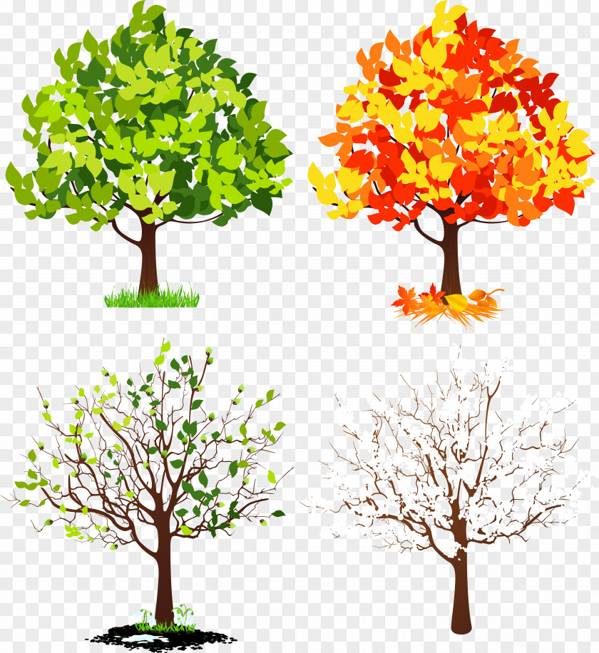 Tree Four Seasons Hotels And Resorts Clip Art PNG