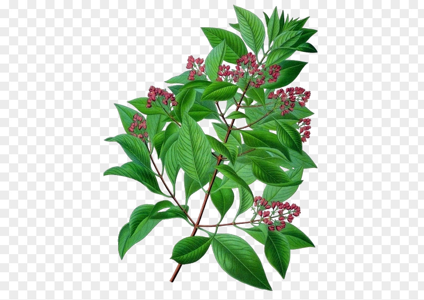 Tree Indian Sandalwood Ayurveda Medicine PNG