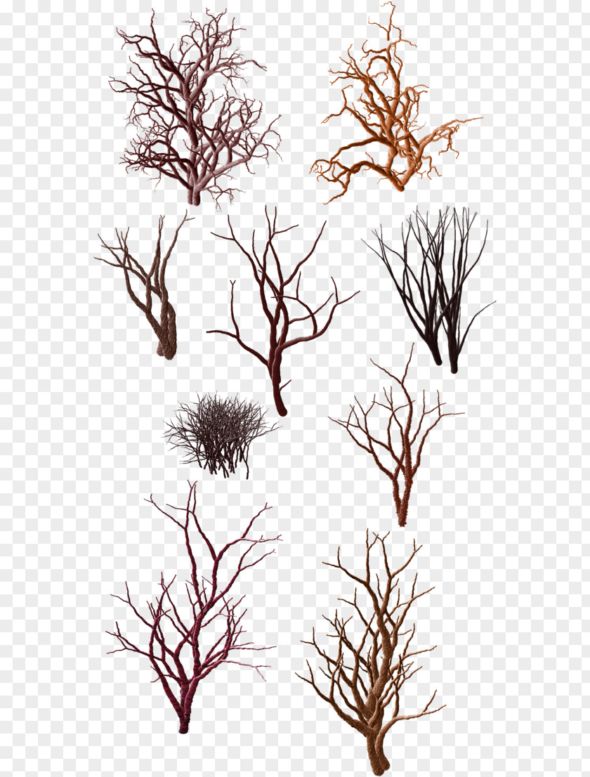 Vascular Plant Jack Pine Tree Trunk Drawing PNG