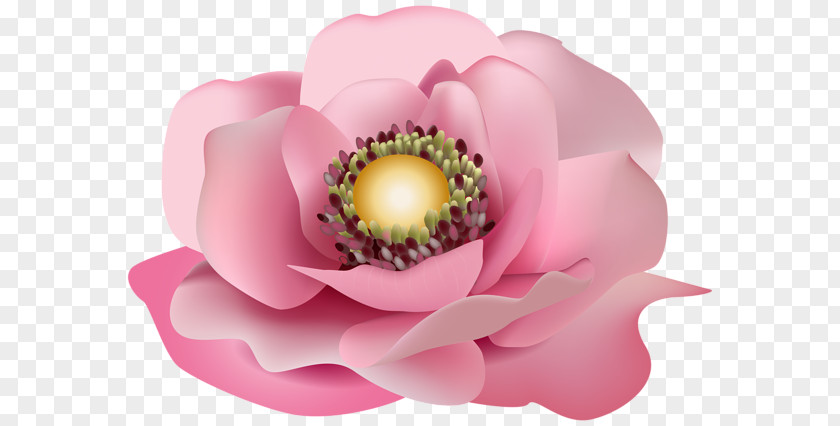 Flower Pink Floral Design Clip Art PNG