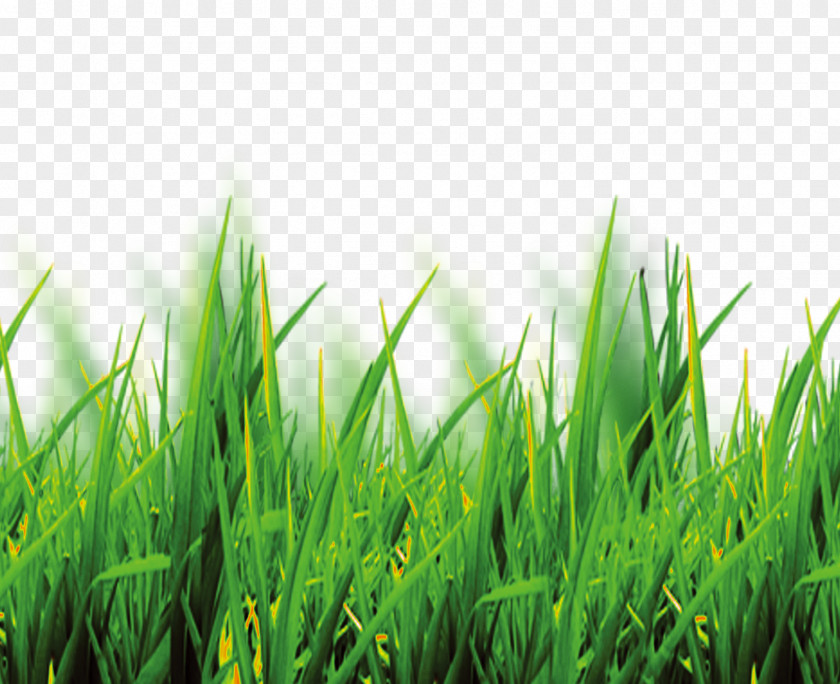 Free To Pull Grass Material Software PNG