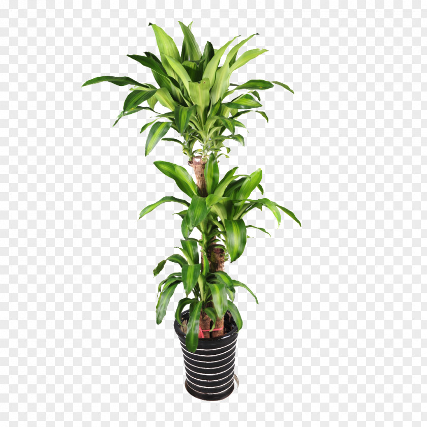 Green Plant Potted Plants Flowerpot Bonsai PNG