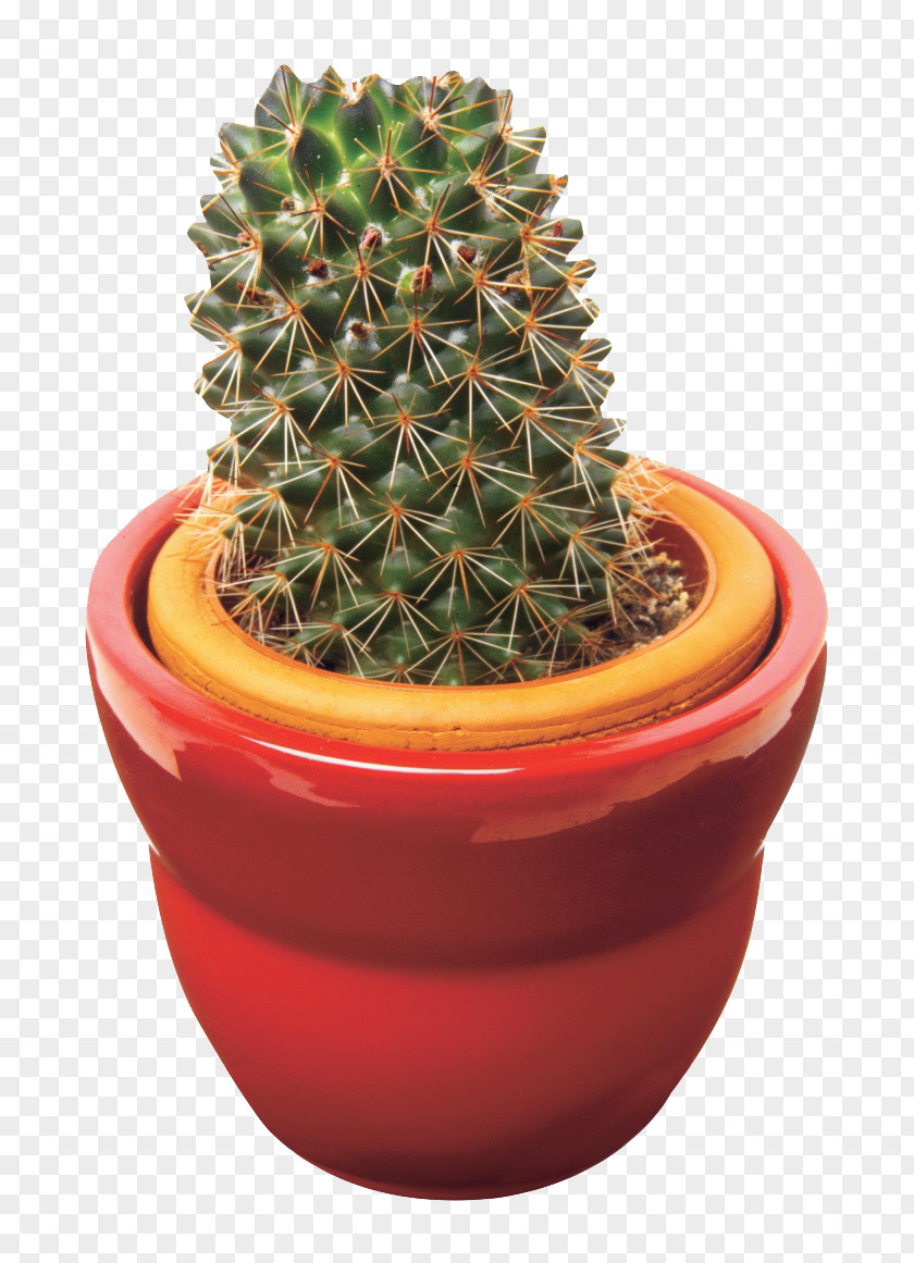 Potted Cactus Cactaceae Succulent Plant Thorns, Spines, And Prickles Flowerpot PNG