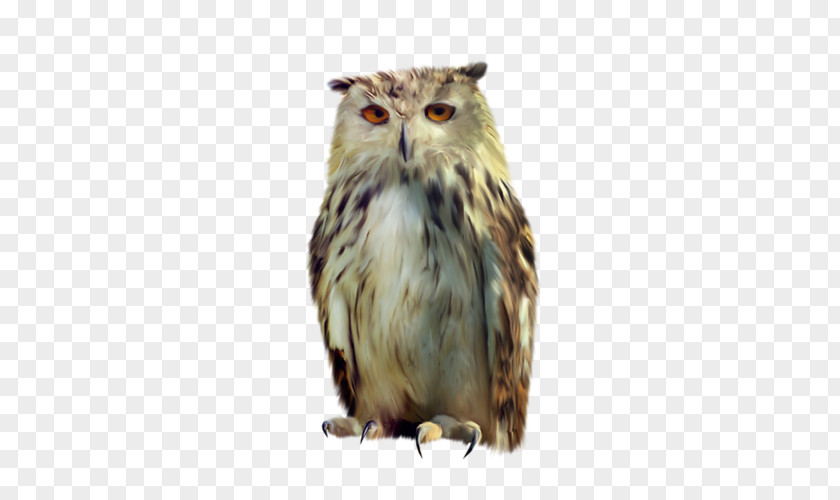 Owl Tawny Bird PNG