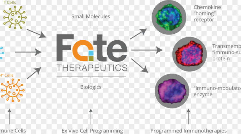 Programmed Cell Death Protein 1 Fate Therapeutics Function Biology PNG
