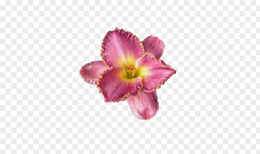 Flower Petal Cut Flowers Lilium Bouquet PNG