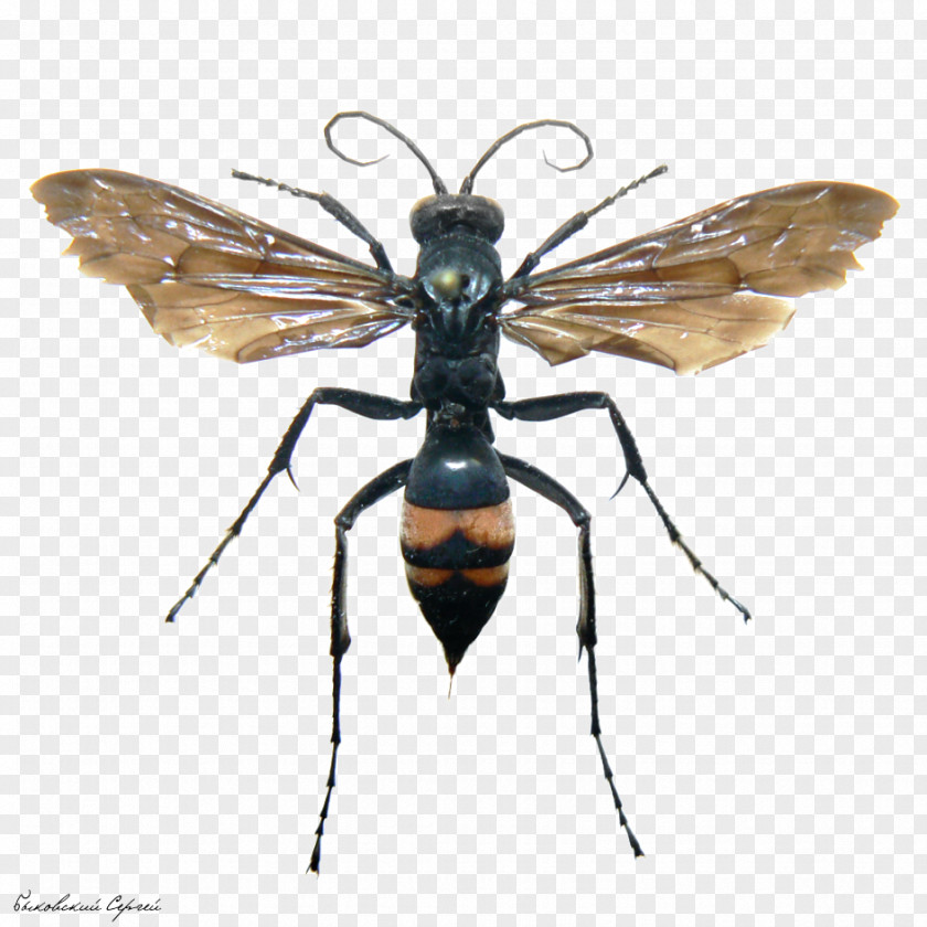 Insect Bee Wasp Sceliphron Curvatum Mud Dauber PNG