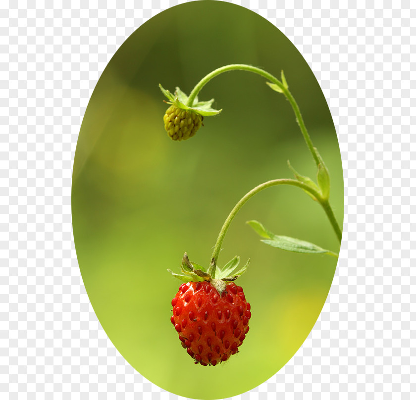Kirov Strawberry Accessory Fruit Natural Foods PNG