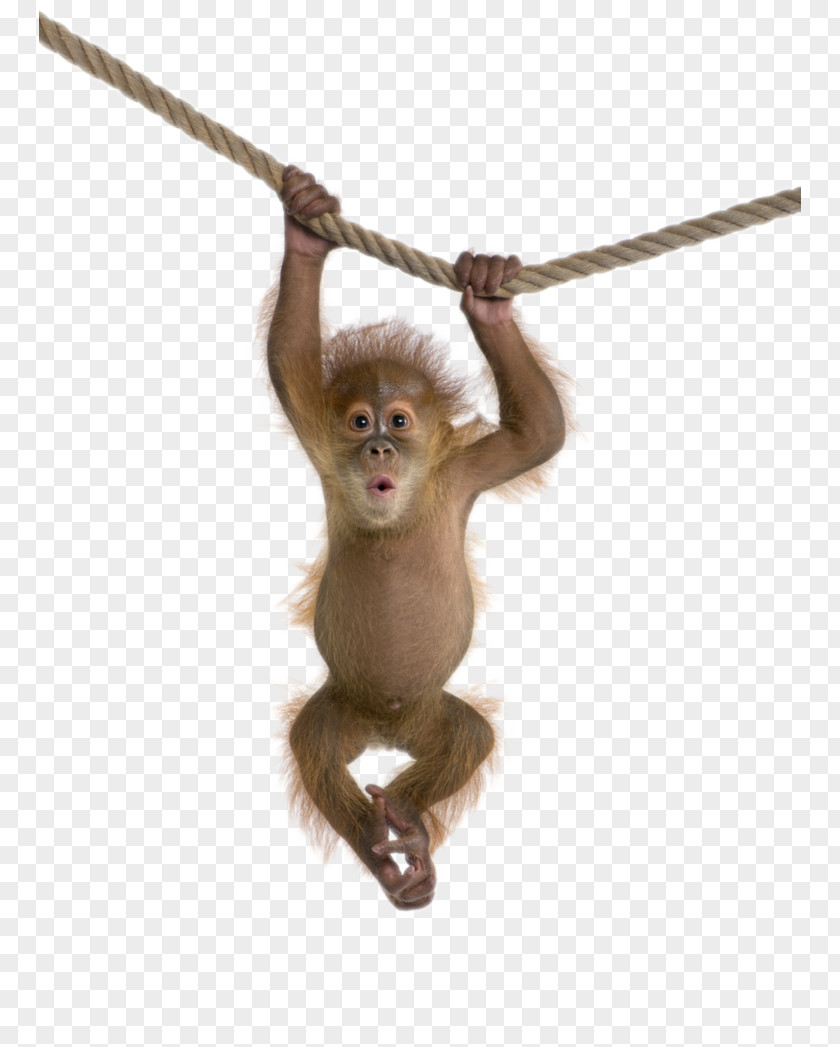 Monkey Rhesus Macaque Clip Art PNG