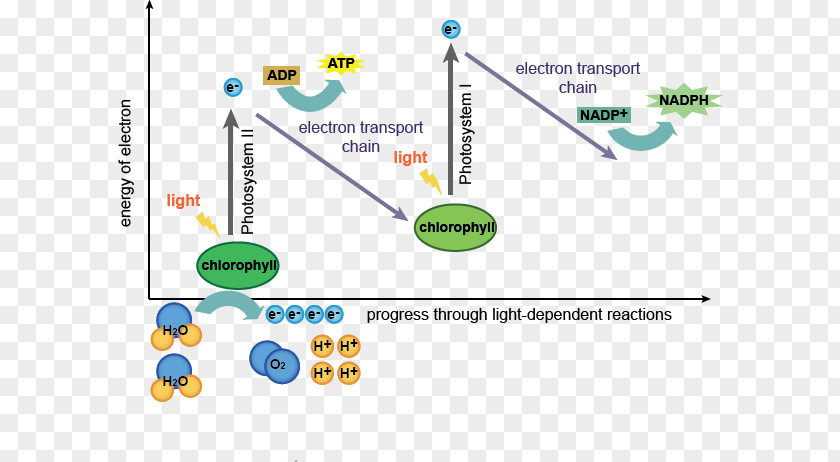 Photosynthesis Flow Chart Light-dependent Reactions Light-independent Photosystem PNG