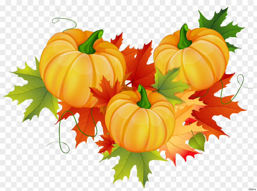 Thanksgiving Cornucopia Clip Art PNG