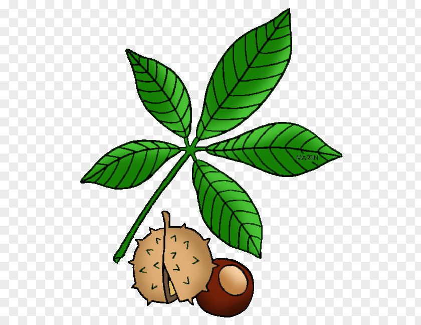 Almond Branch Ohio State University Buckeyes Football Buckeye Clip Art PNG