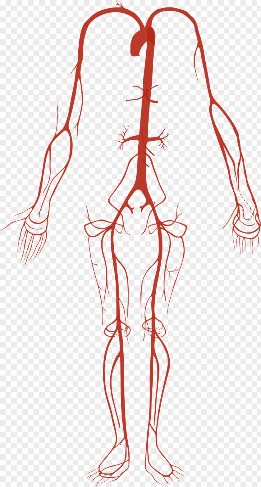 Anatomy Artery Human Body Circulatory System PNG