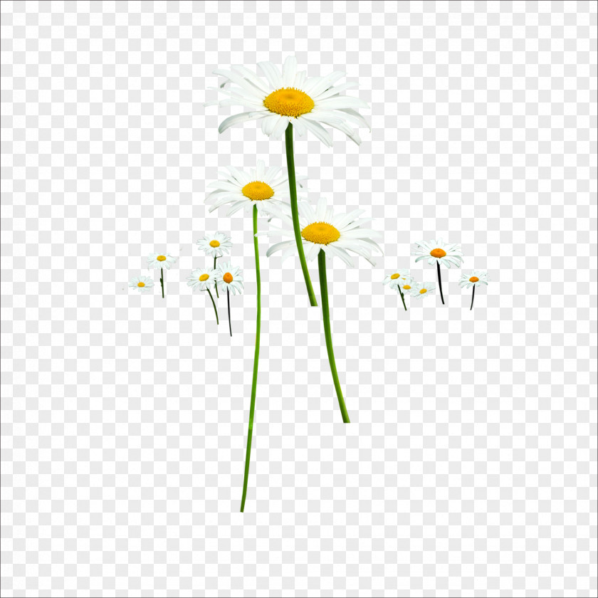 Chrysanthemum Floral Design Flower Designer PNG