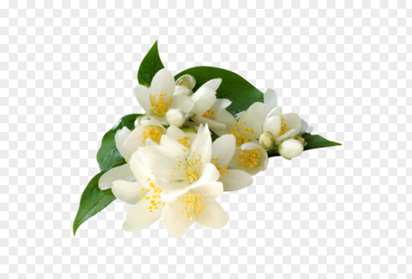 Flower Arabian Jasmine Jasminum Grandiflorum Polyanthum Absolute PNG