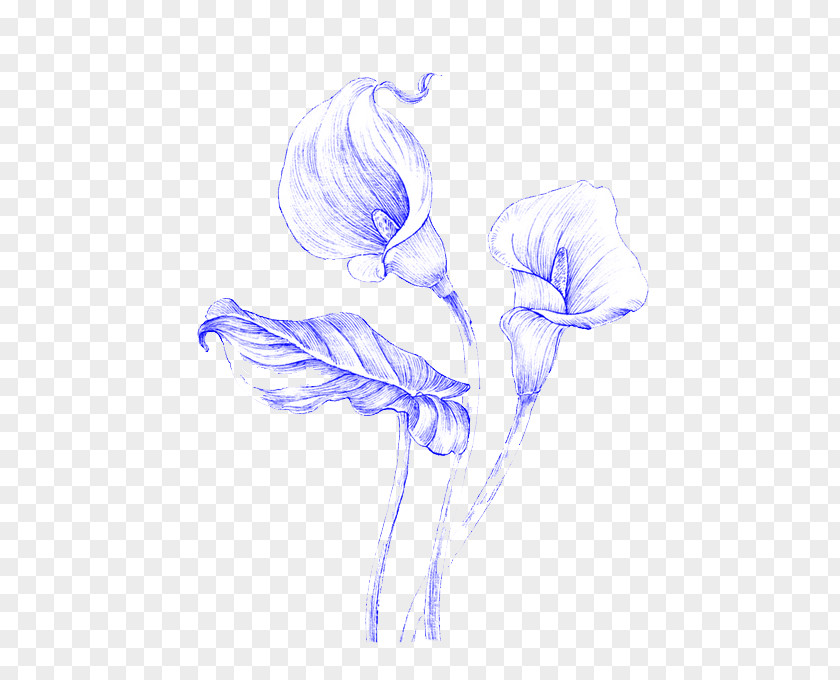 Hand-painted Lily Black And White Drawing Illustration PNG