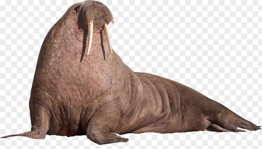 Walrus Walruses Sea Lion PNG