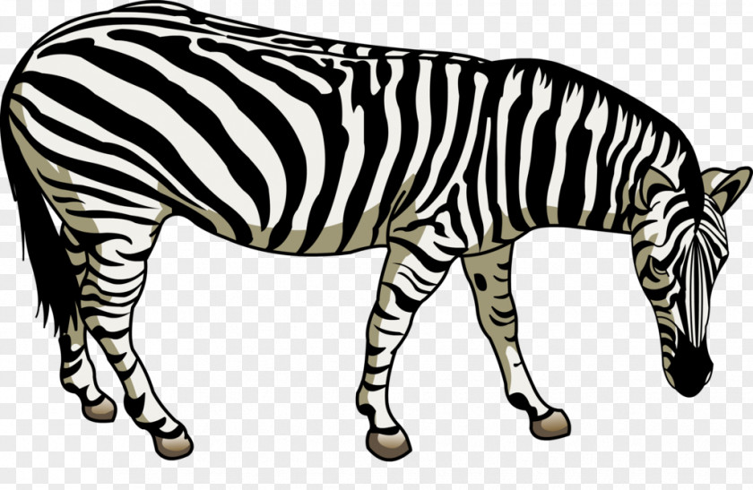 Zebra Quagga Horse PNG