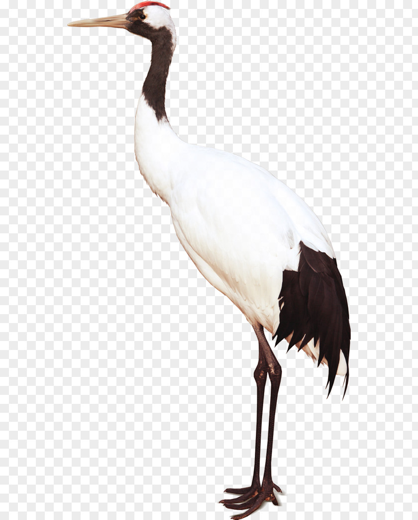 Bird White Stork Crane PNG