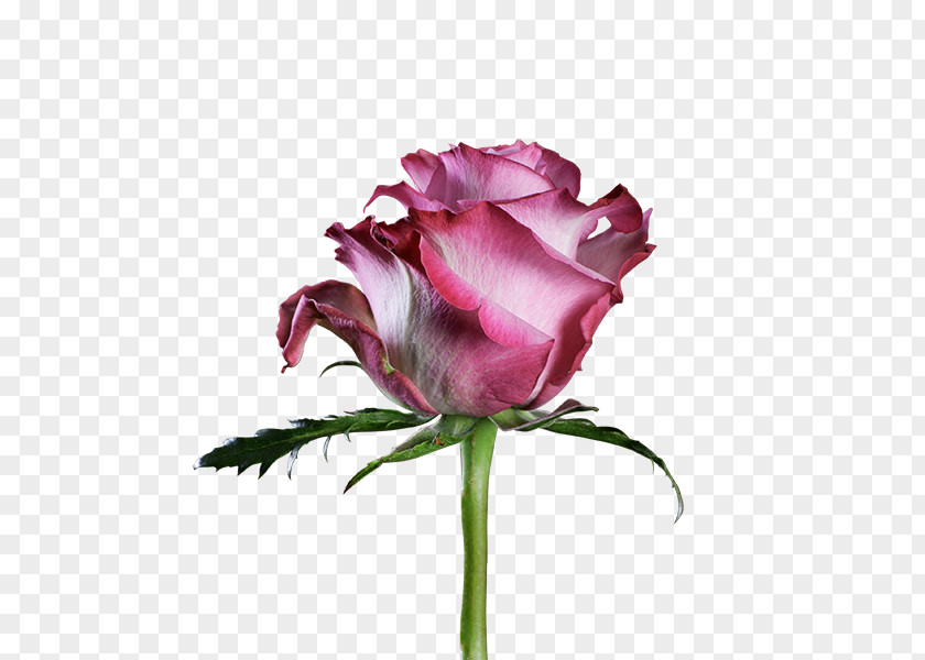 Deep Purple Garden Roses Cabbage Rose Floribunda Cut Flowers Petal PNG