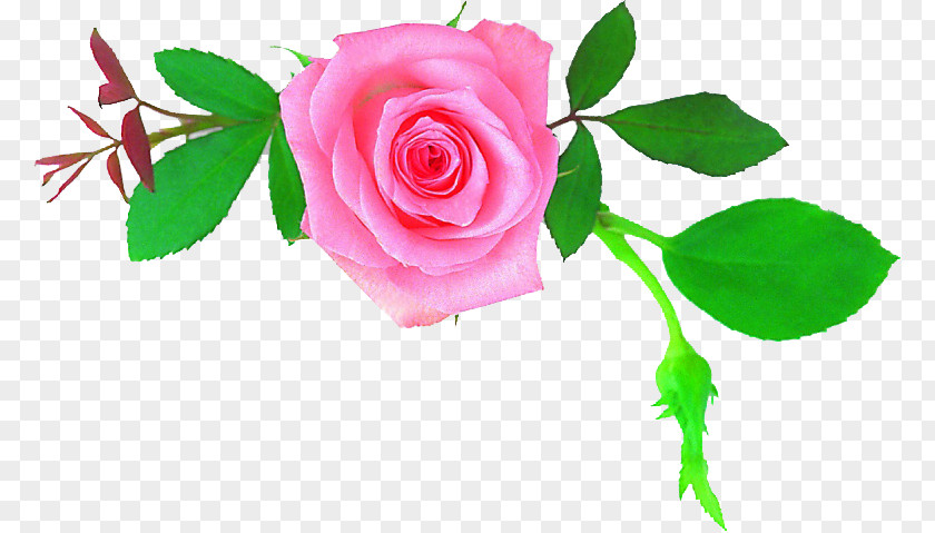 Flower Garden Roses Centifolia Mother Floral Design PNG